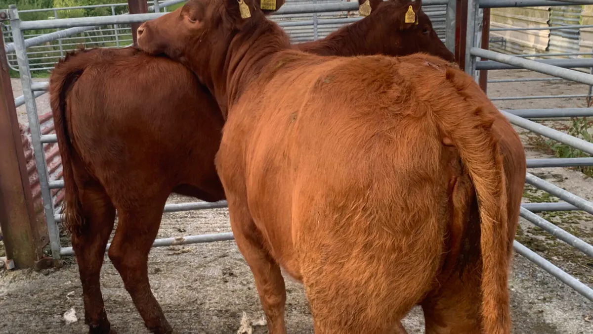 2 Comrade Limousin Heifers - Image 3