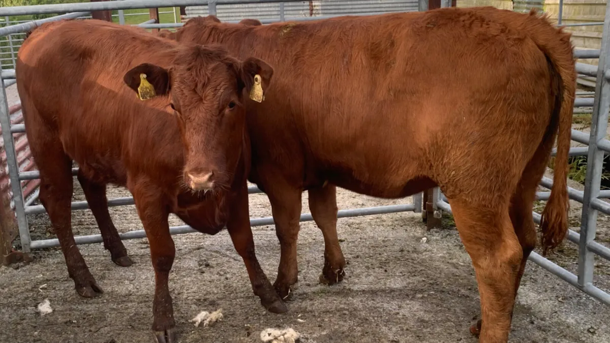 2 Comrade Limousin Heifers - Image 4