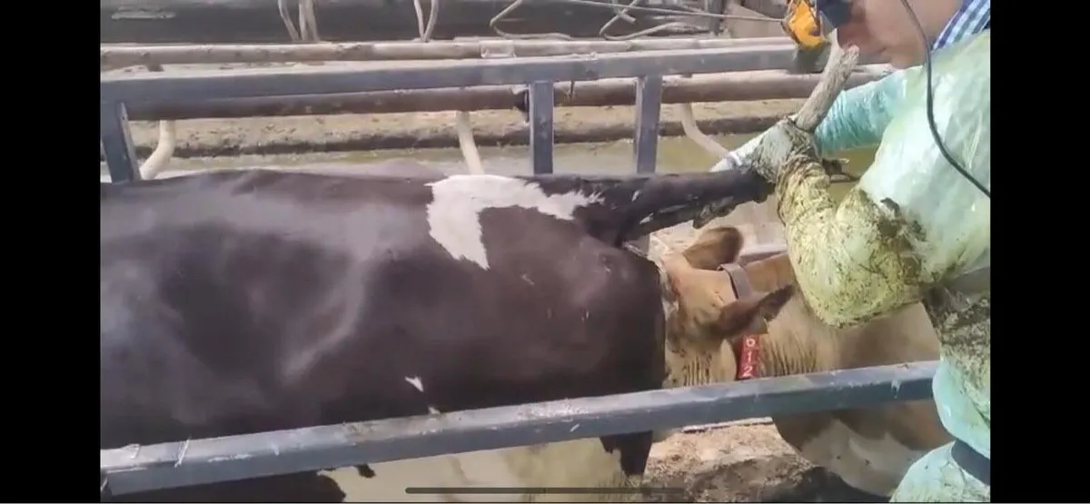 Cow scanning & freeze branding - Image 4
