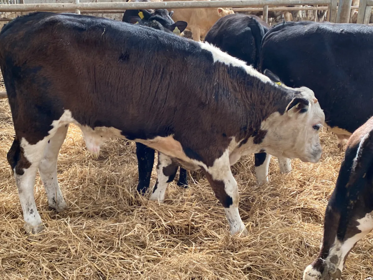 Super Reared Calves - Image 4