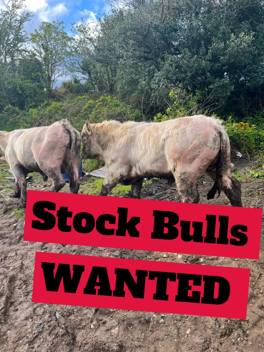 Cull Bulls WANTED NATIONWIDE