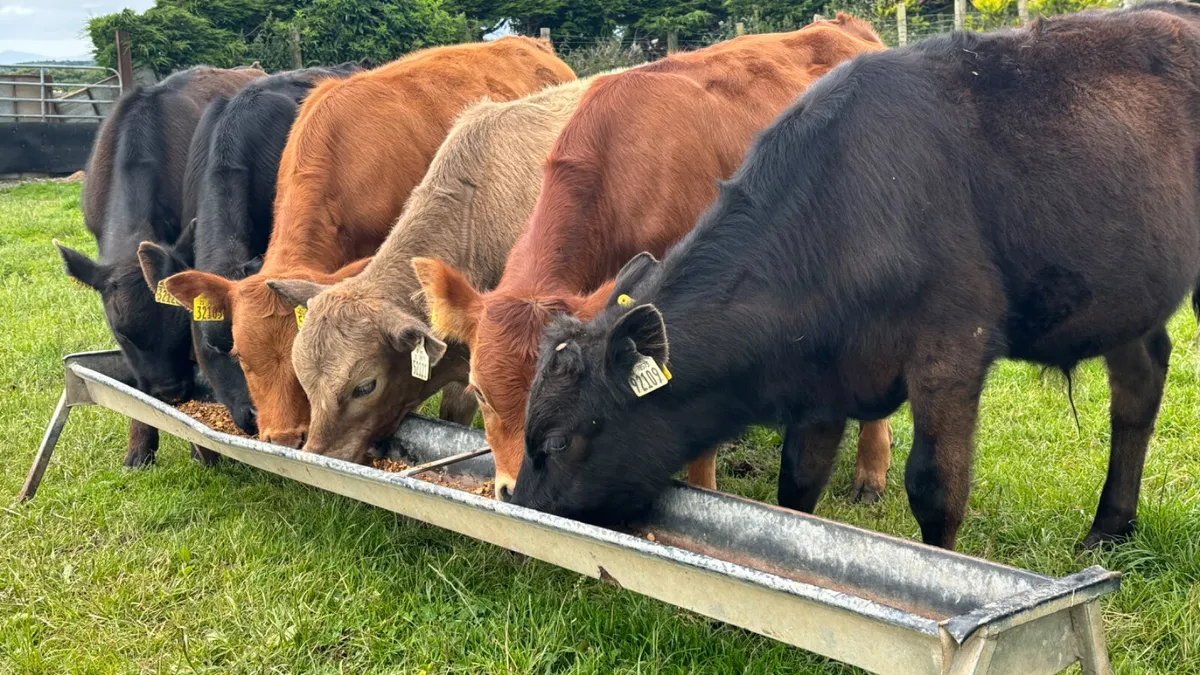 6 Comrade Limousin Bull Runners - Image 2
