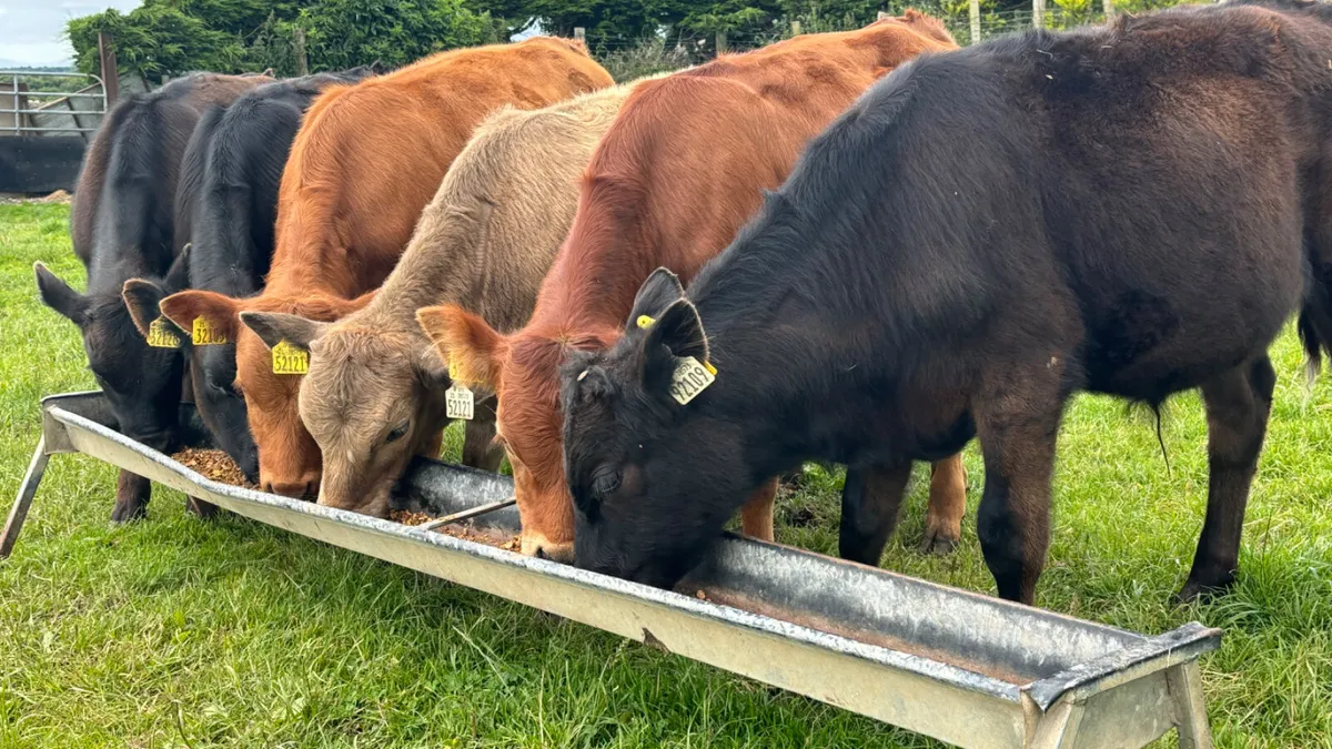 6 Comrade Limousin Bull Runners - Image 3