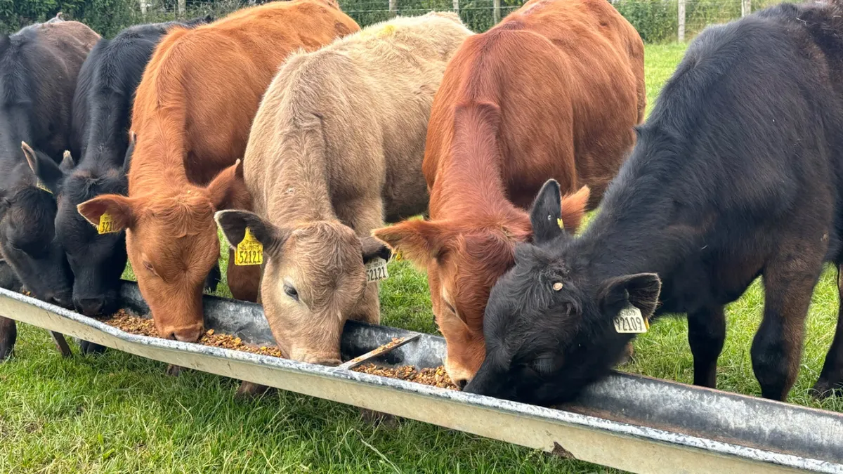 6 Comrade Limousin Bull Runners - Image 1