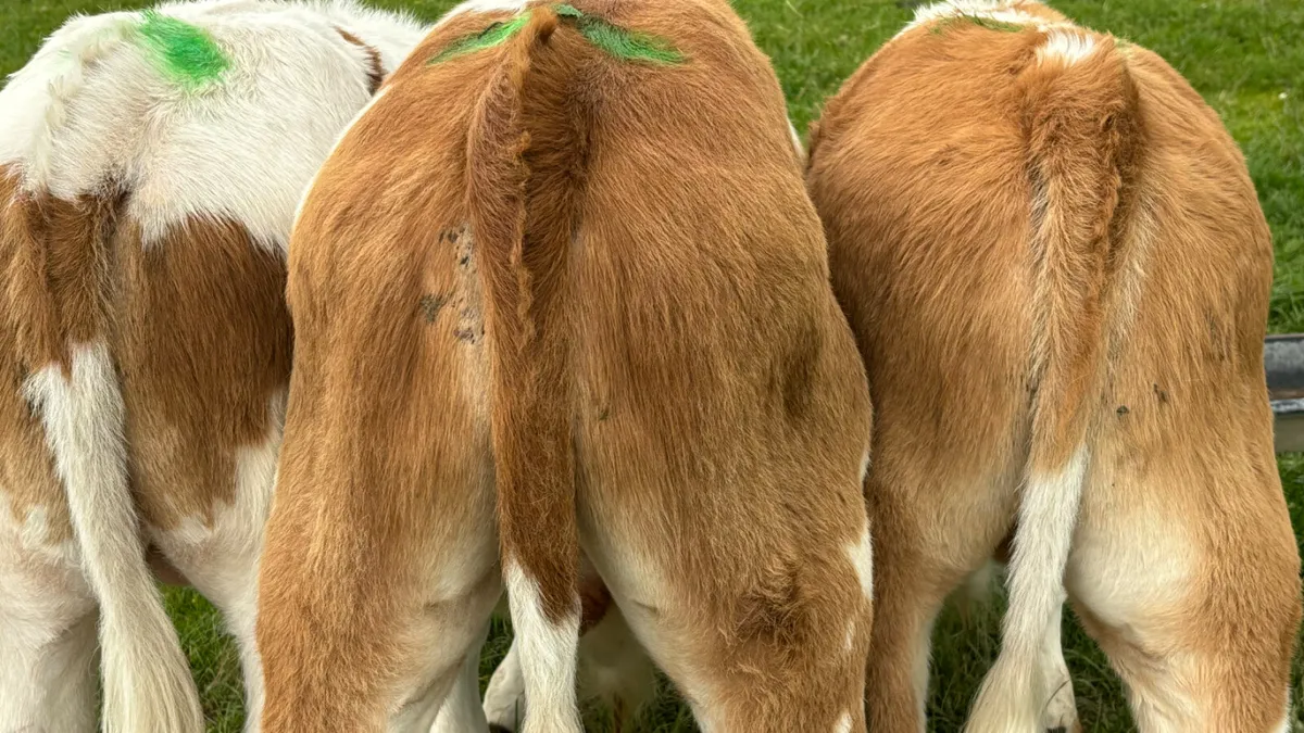 3 Super Suckler Bred Bull Runners - Image 4