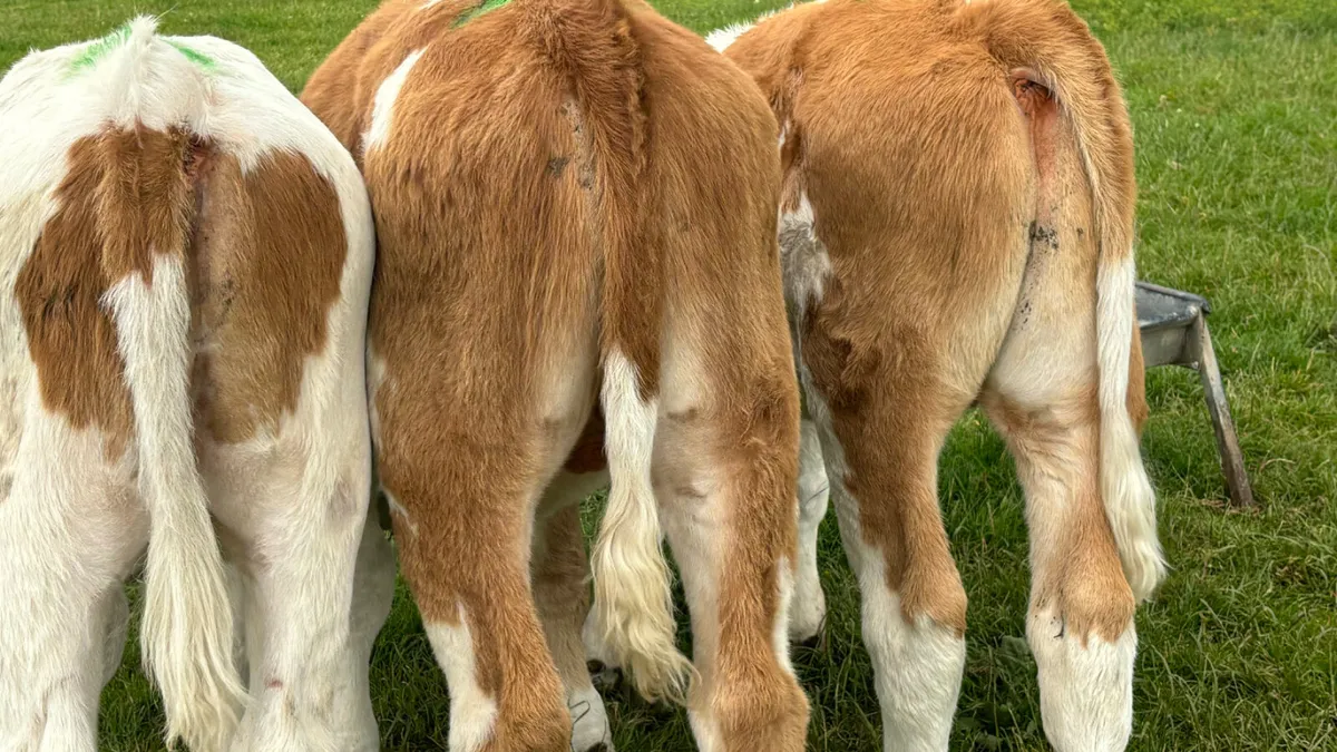3 Super Suckler Bred Bull Runners - Image 2