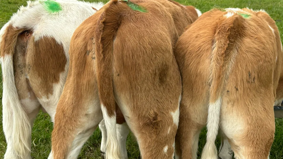 3 Super Suckler Bred Bull Runners - Image 3