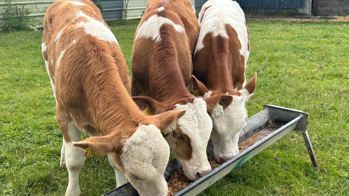3 Super Suckler Bred Bull Runners - Image 1