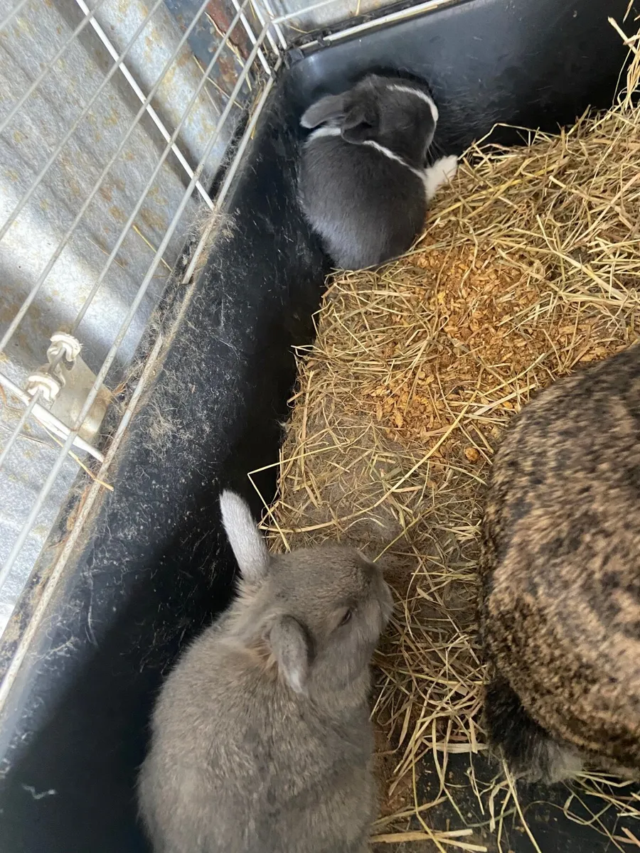 Rabbits - Image 1