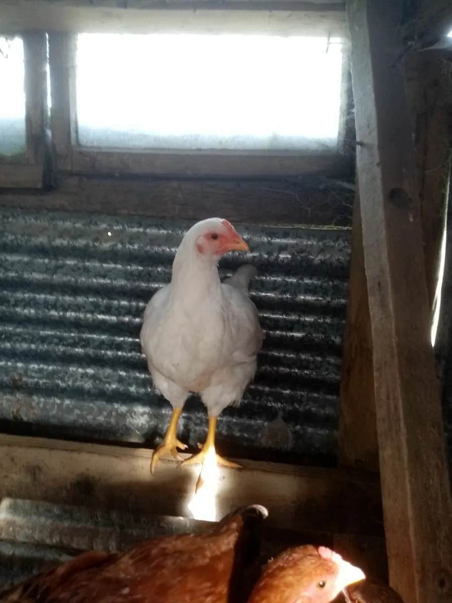 Pullets for sale in Co. Sligo for €18 on DoneDeal