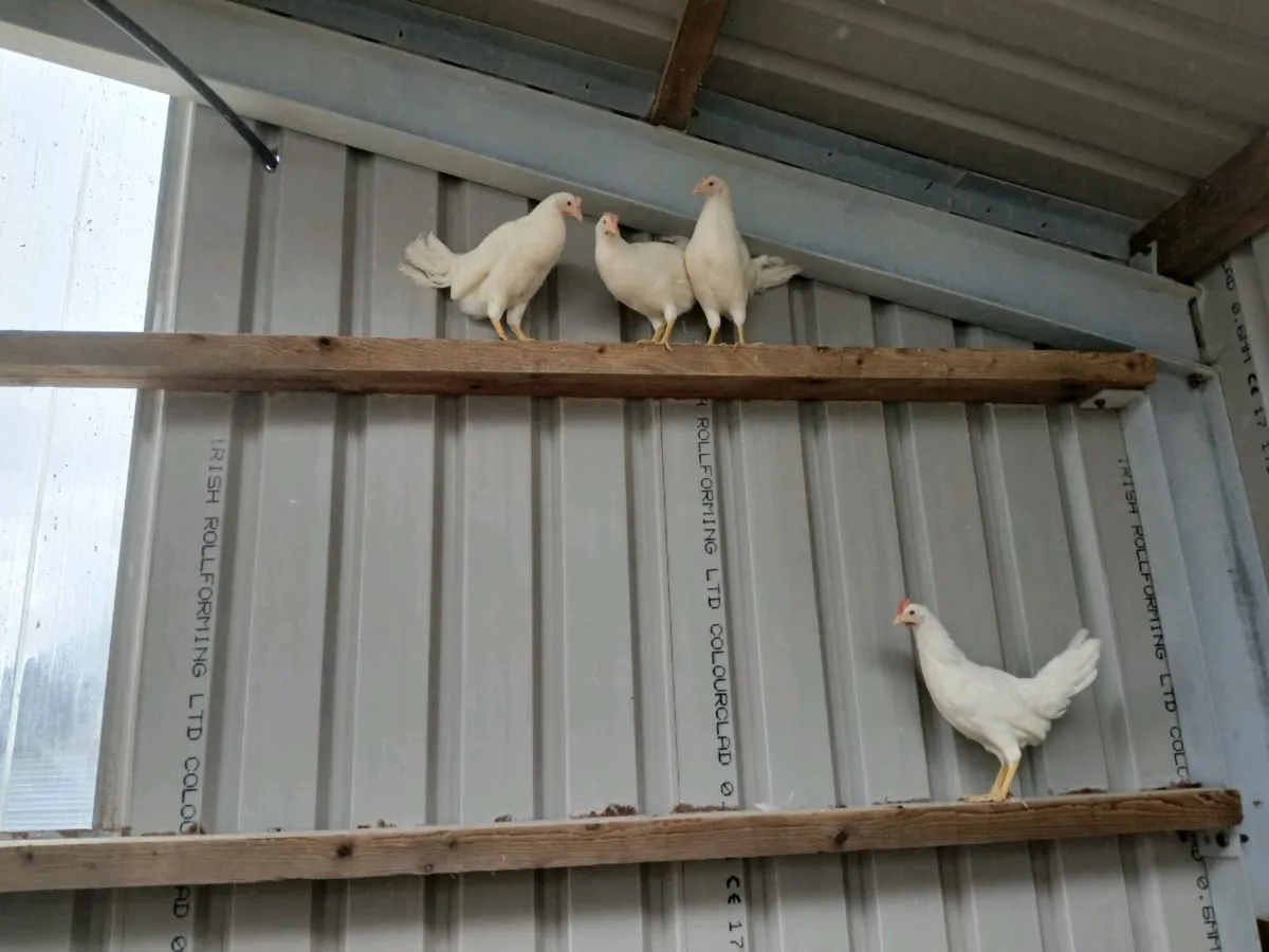 Cluck cluck - Image 3