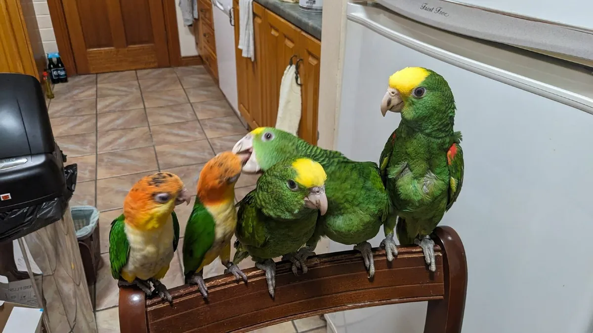 Hand Reared Parrots for sale in Co. Antrim for £900 on DoneDeal