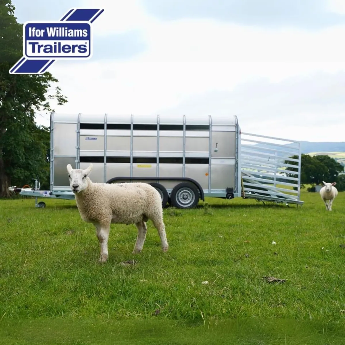 Full range of Ifor Williams Livestock Trailers - Image 2