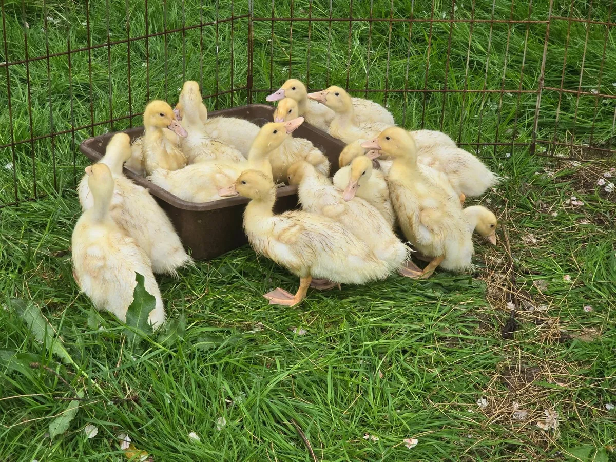 Aylesbury Ducklings and Hatching eggs - Image 1