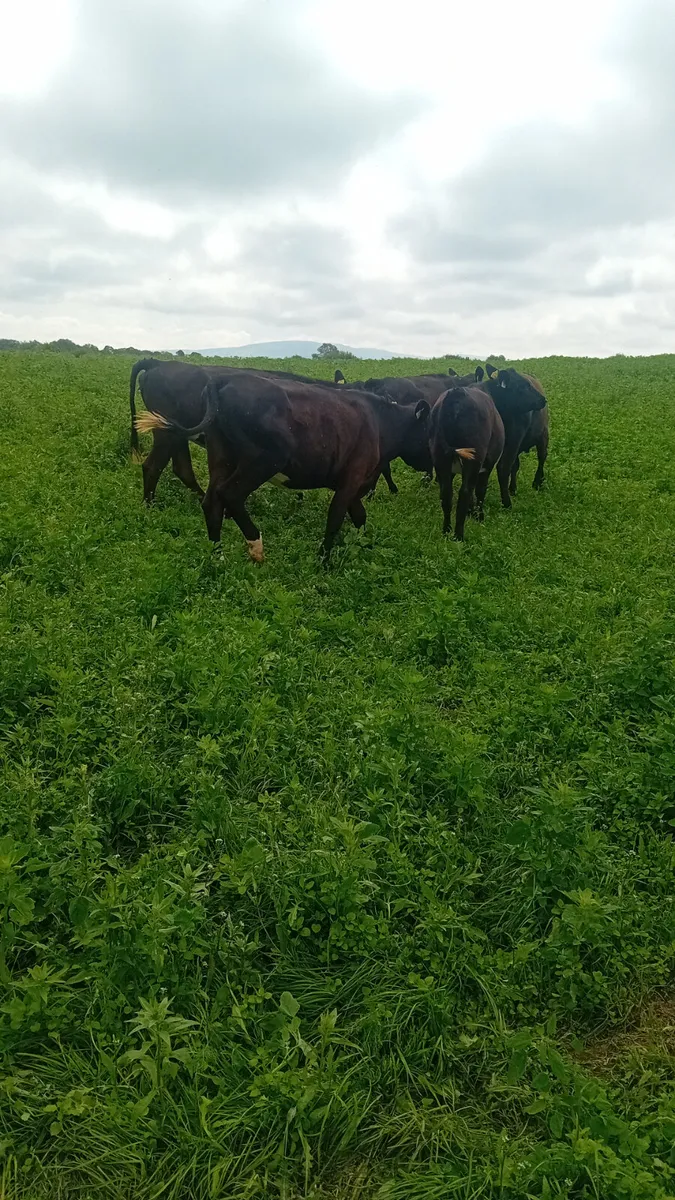 Angus heifers - Image 1