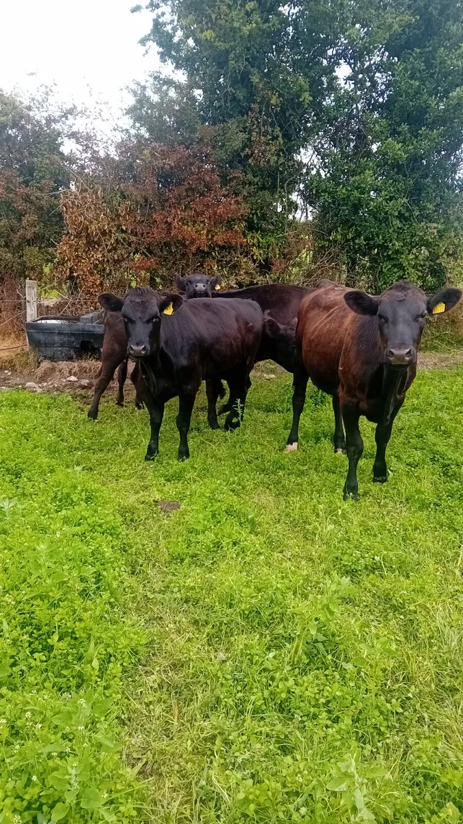 Angus heifers - Image 2