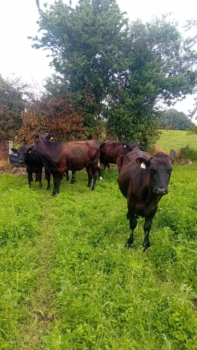 Angus heifers - Image 3