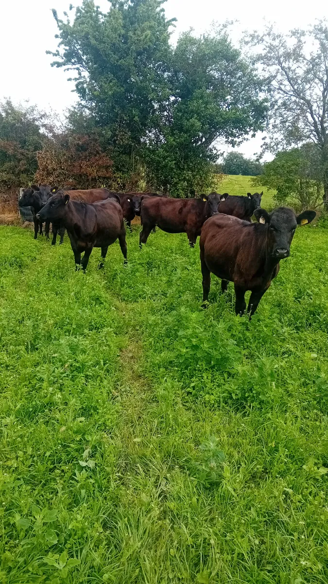 Angus heifers - Image 4