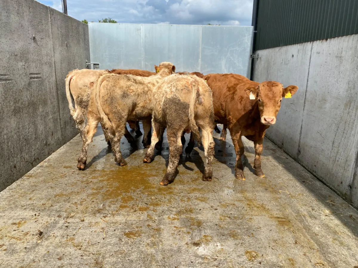 7 Smashing Bullocks - Image 2