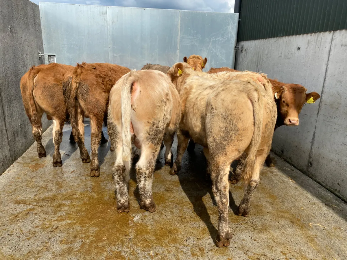 7 Smashing Bullocks - Image 1