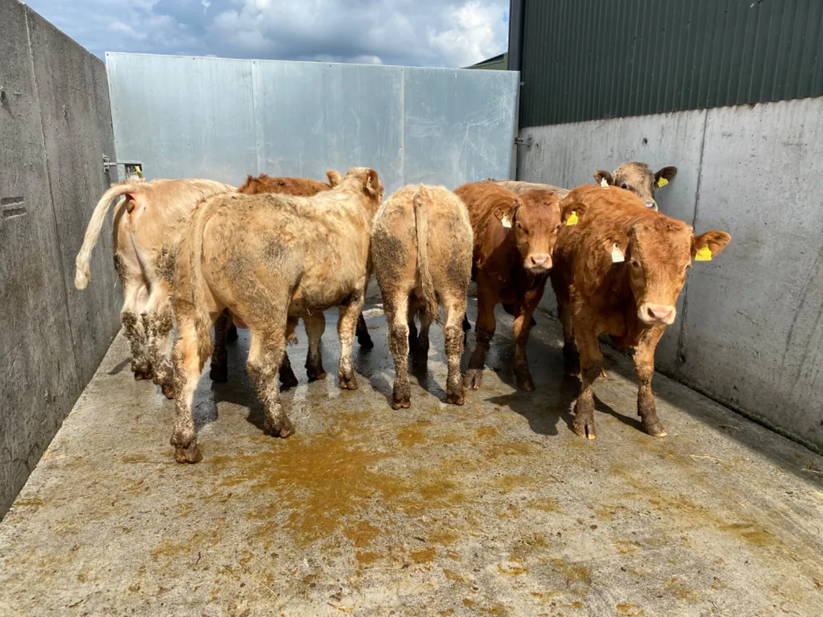7 Smashing Bullocks - Image 4
