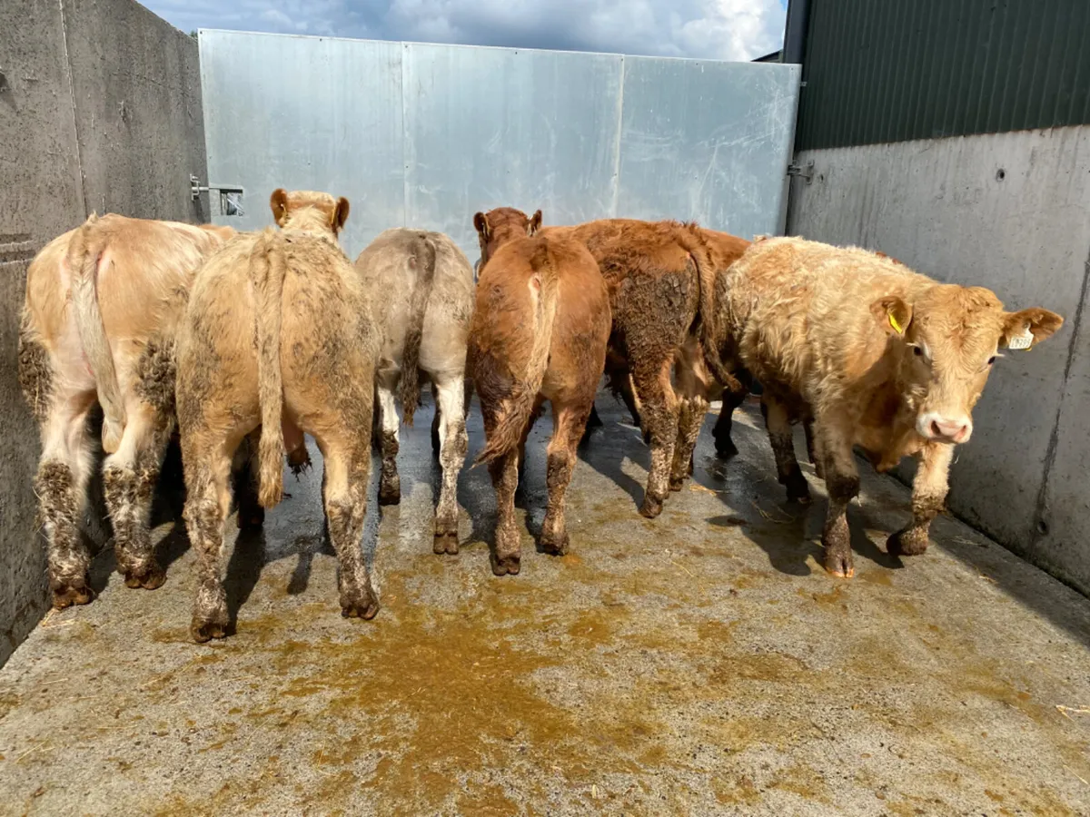 7 Smashing Bullocks - Image 3