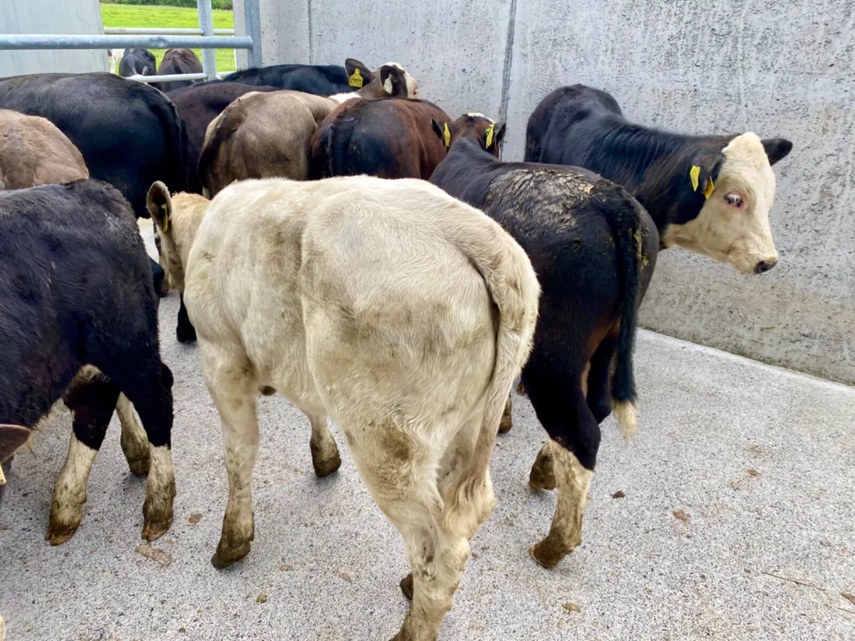 Grass Calves - Image 1