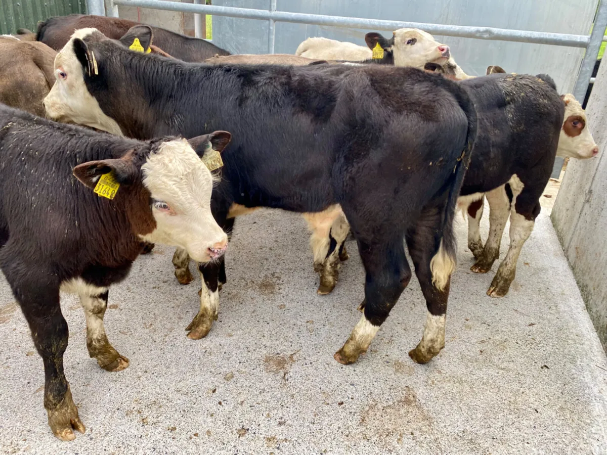 Grass Calves - Image 4