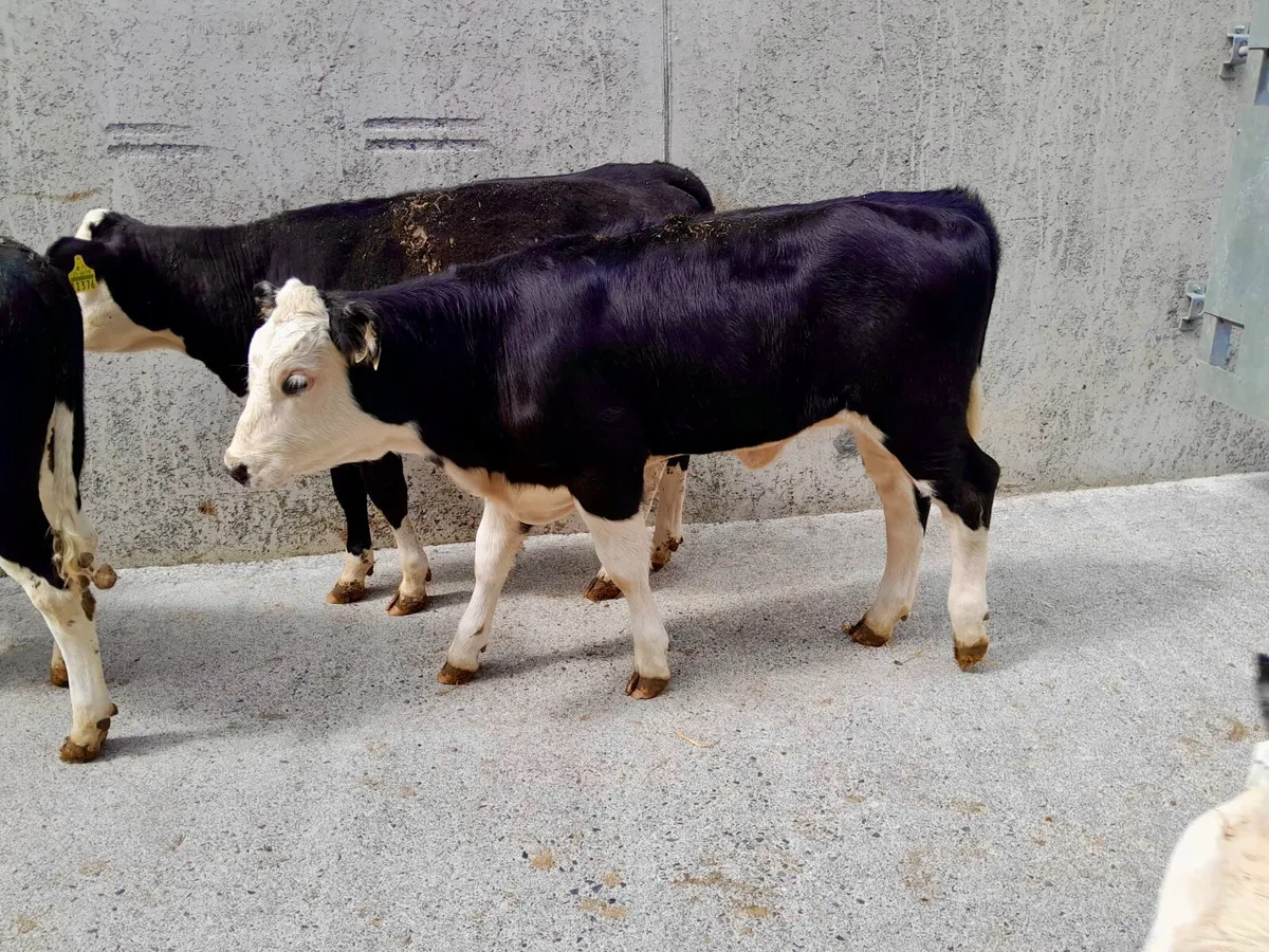 4 Heifer Runners - Image 1
