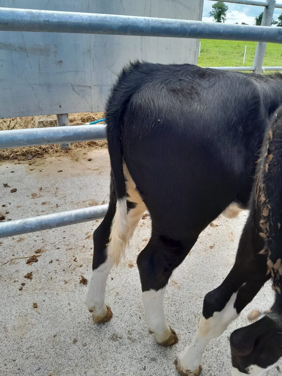 4 Heifer Runners - Image 3