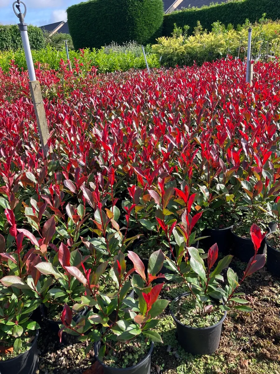 Red robin hedging 3ft - Image 1