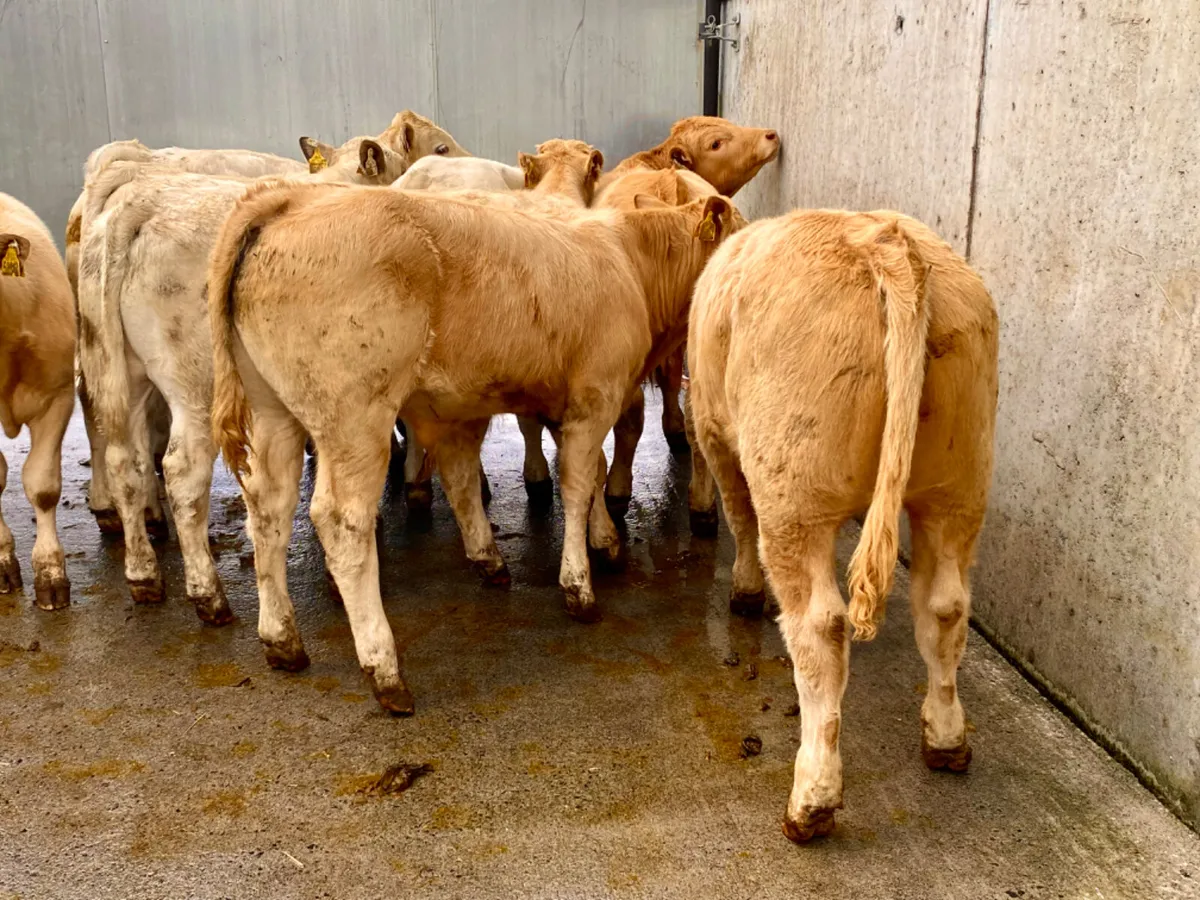 Runner Bulls - Image 1
