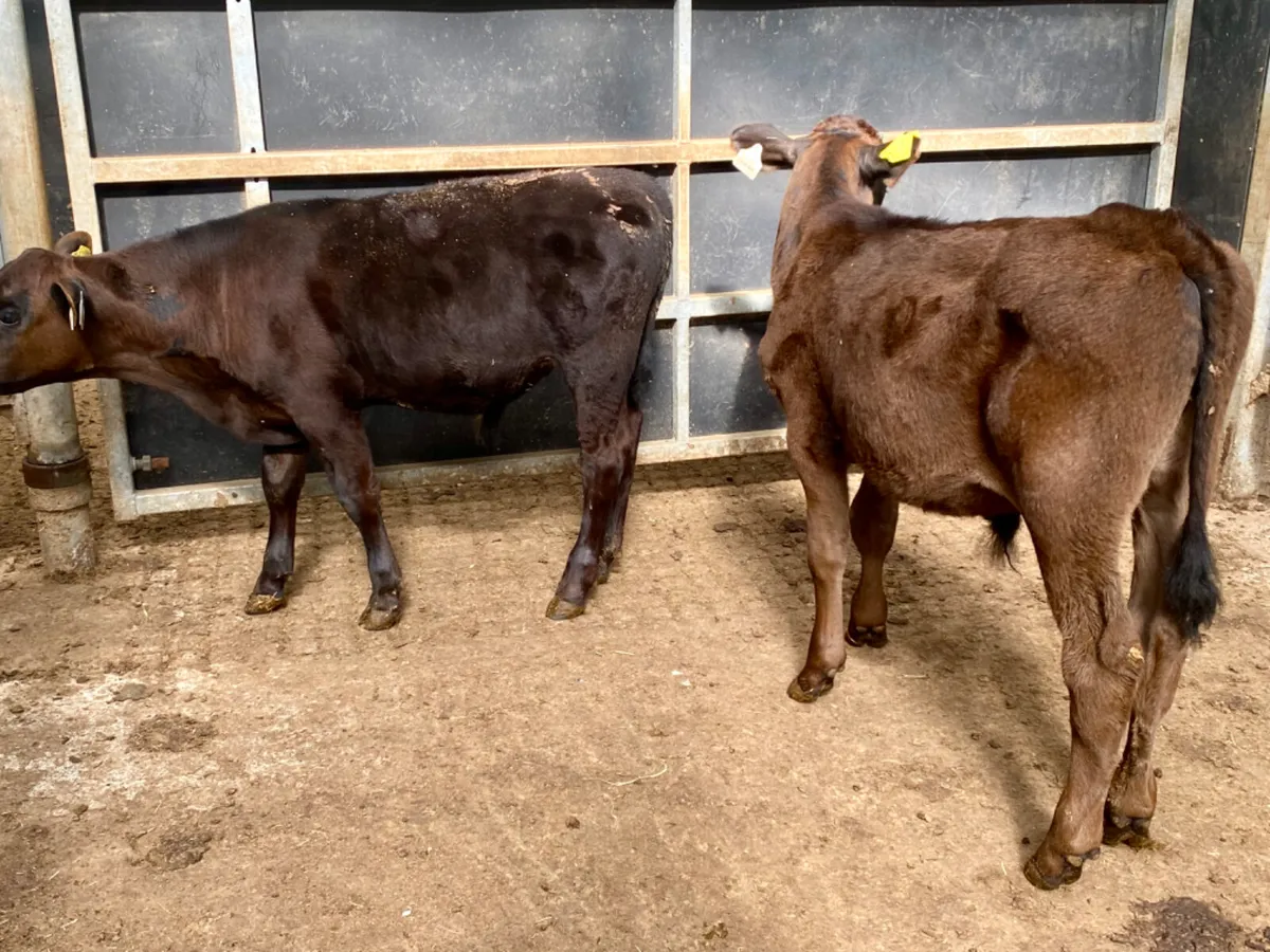 Bull Runners - Image 4