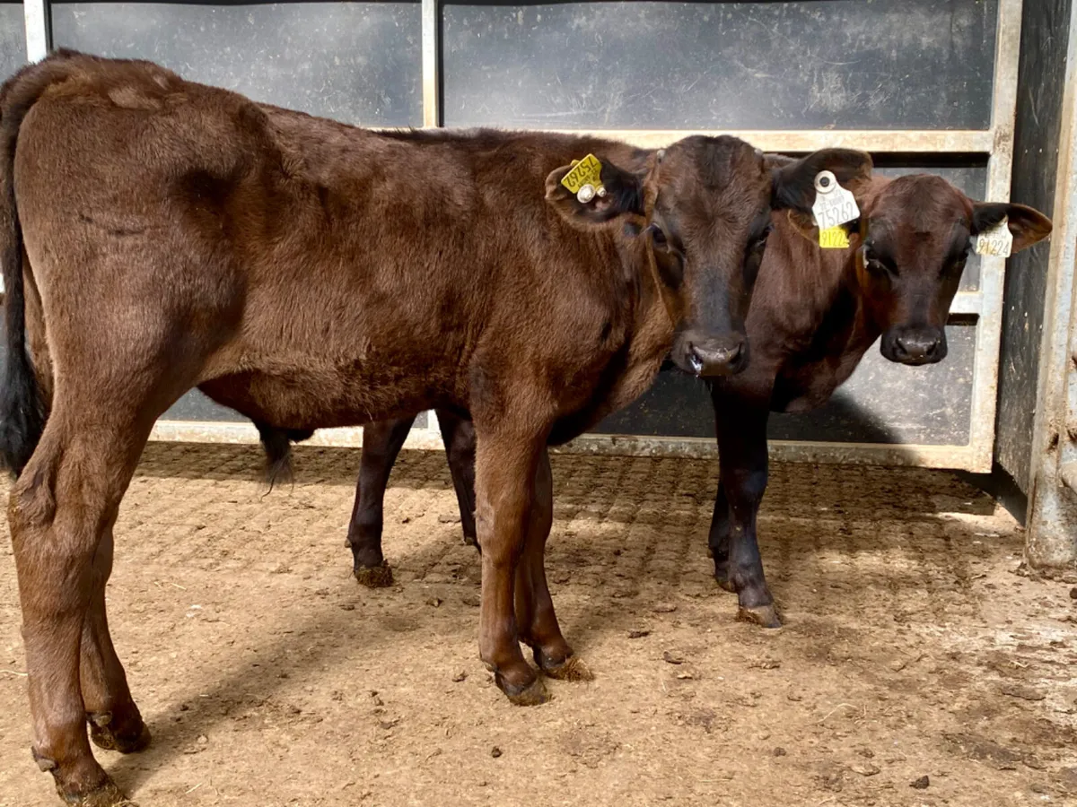 Bull Runners - Image 1