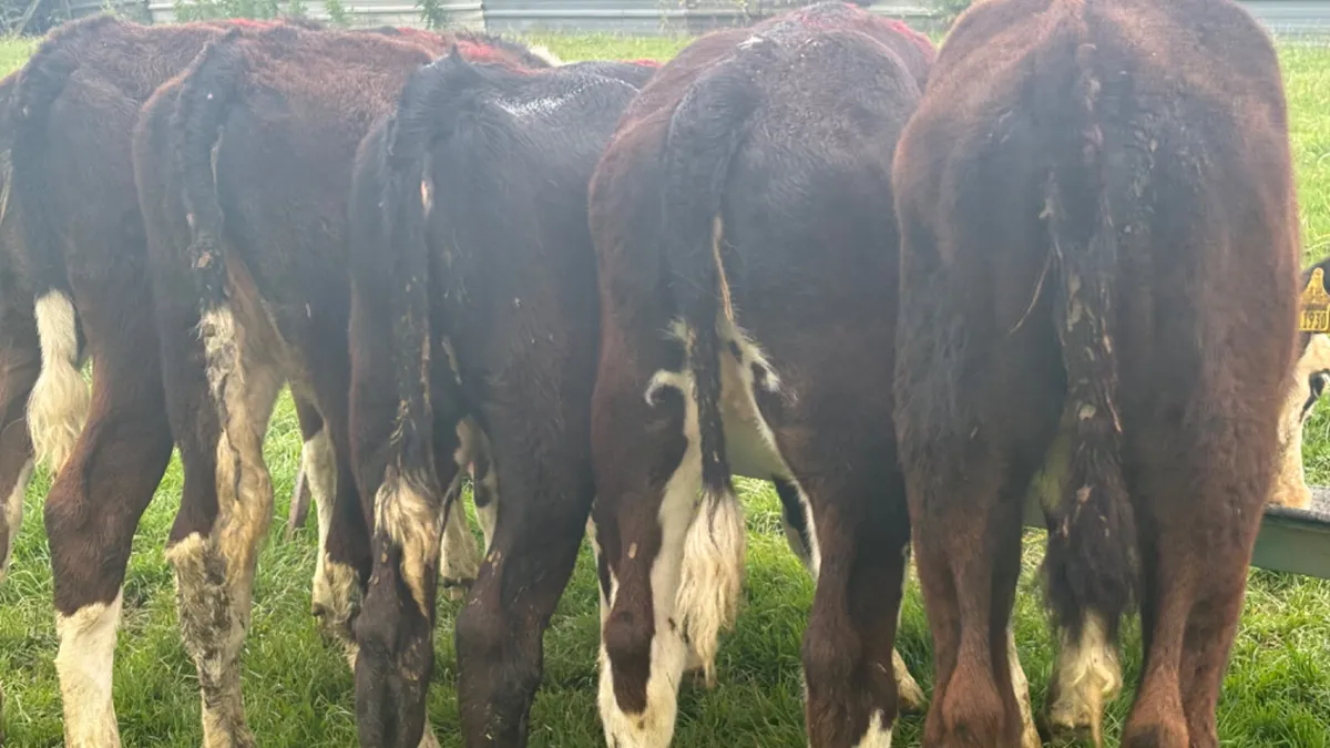 5 Quality Hereford Heifer Runners - Image 2