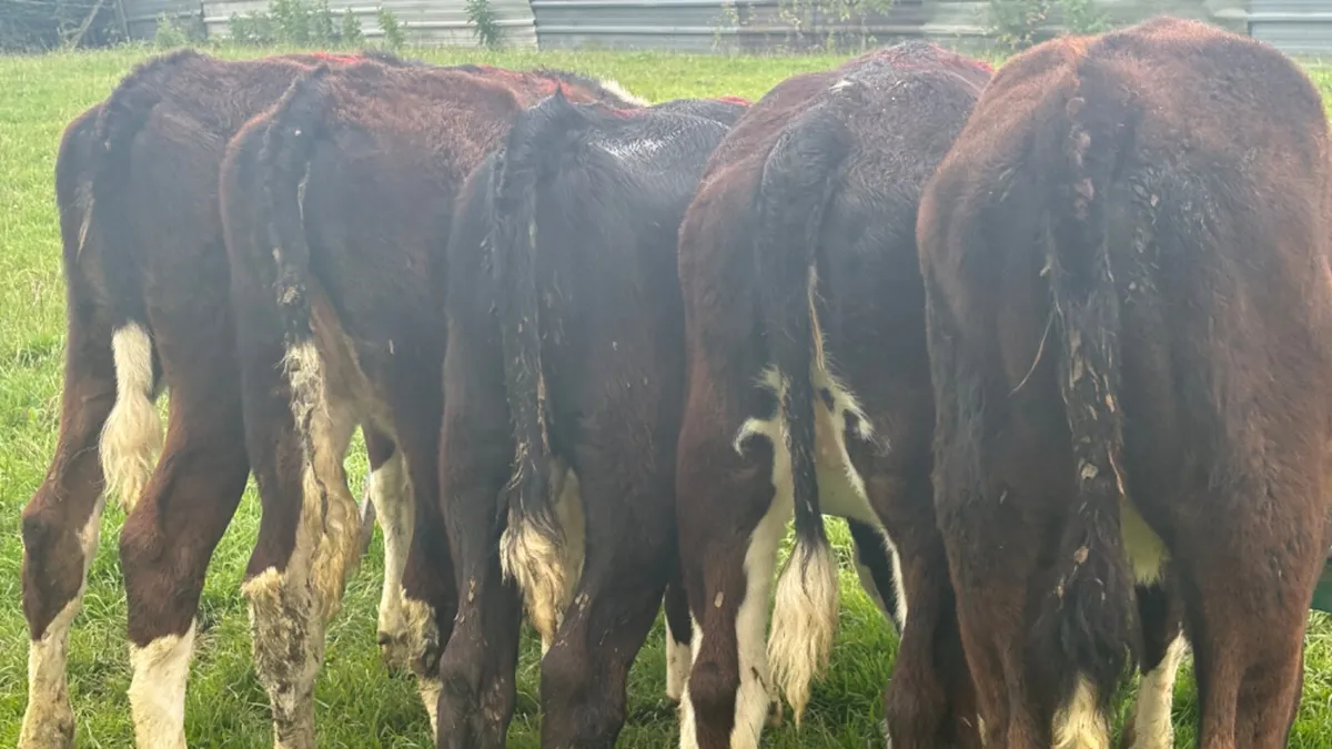 5 Quality Hereford Heifer Runners - Image 3