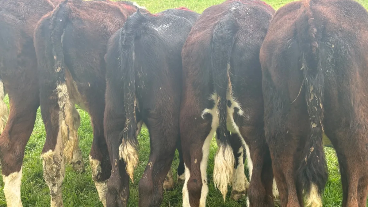 5 Quality Hereford Heifer Runners - Image 4