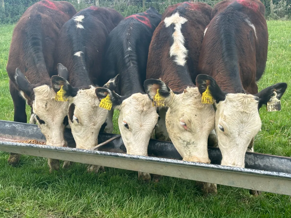 5 Quality Hereford Heifer Runners - Image 1