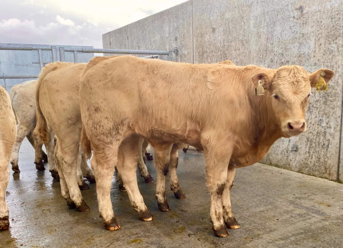 Do U Need Cattle - Image 1