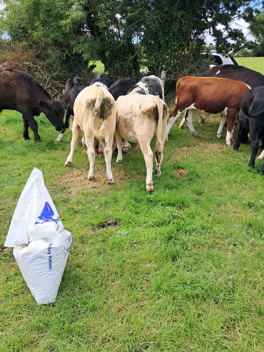 Bull weanlings - Image 1