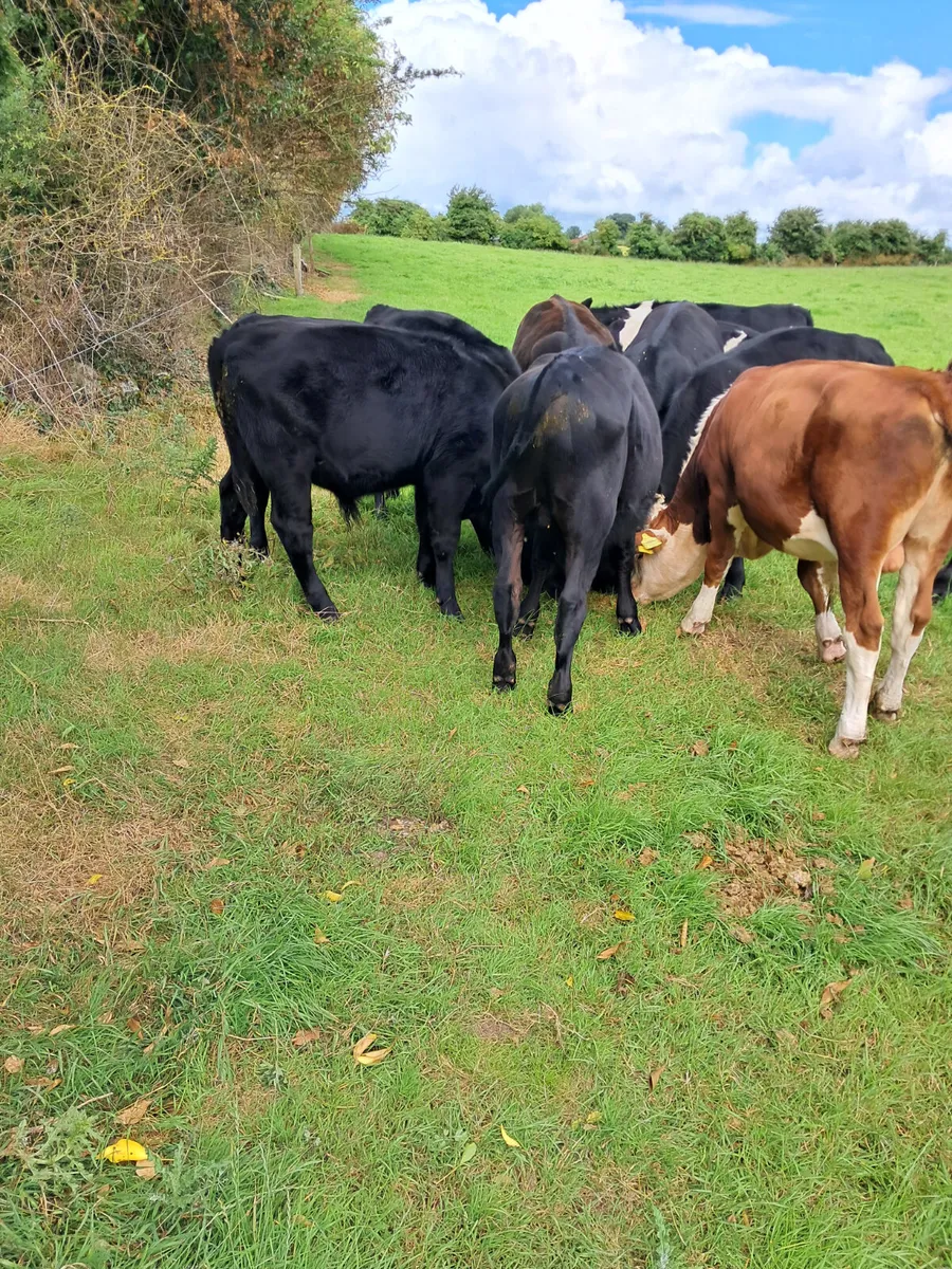 Bull weanlings - Image 2