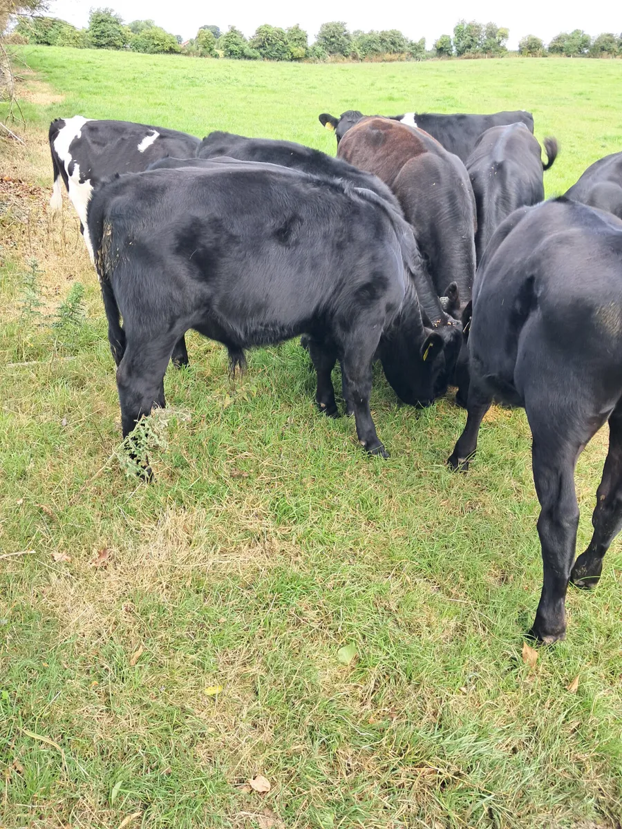 Bull weanlings - Image 3