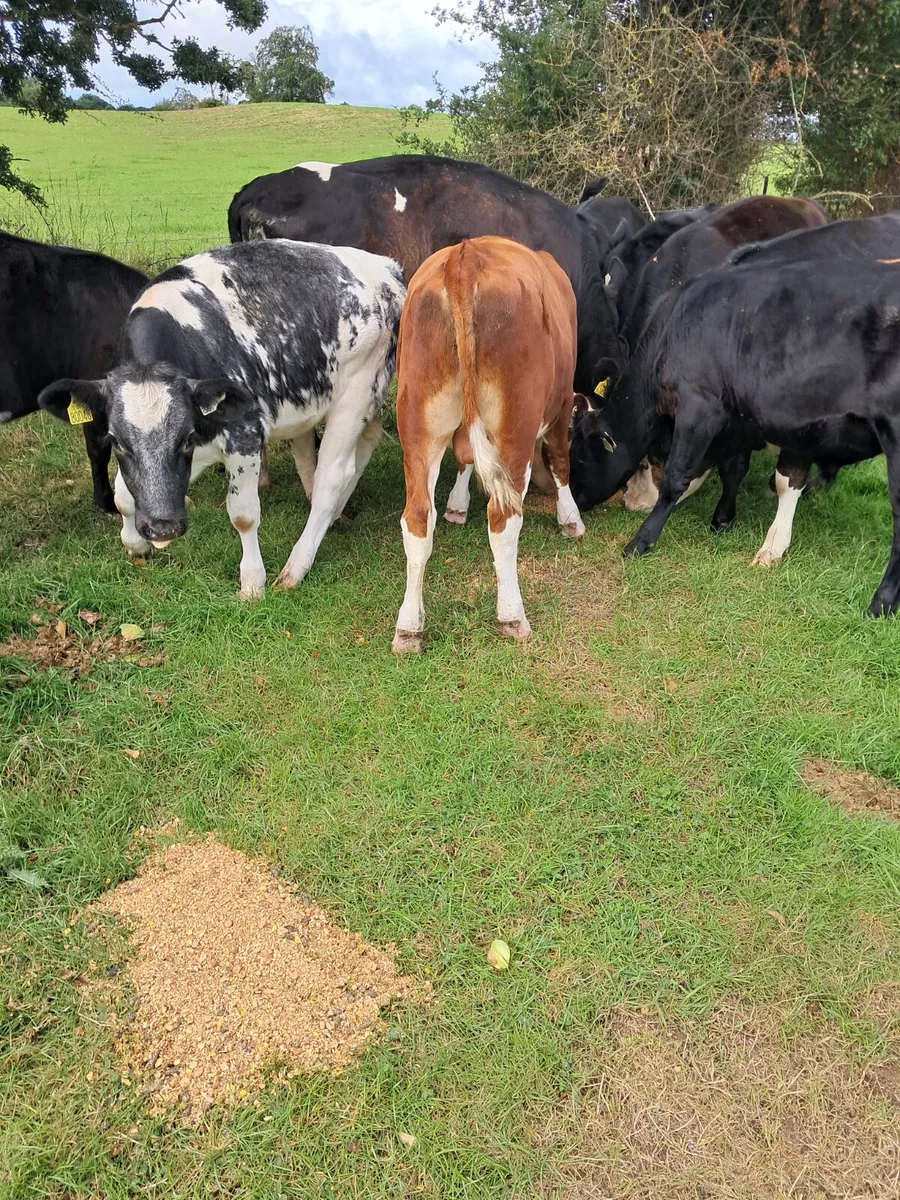 Bull weanlings - Image 4