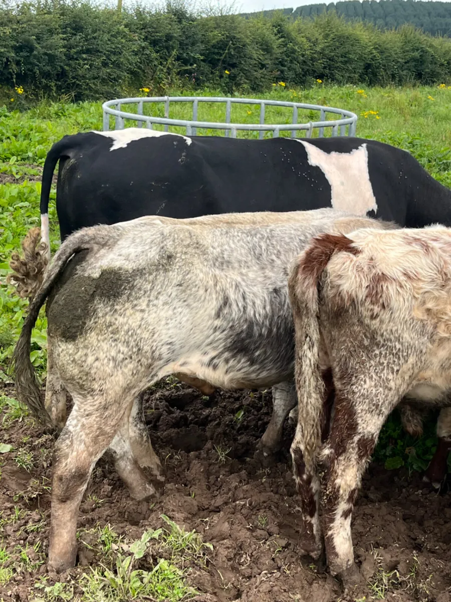 WANTED-cull , problematic & surplus cattle