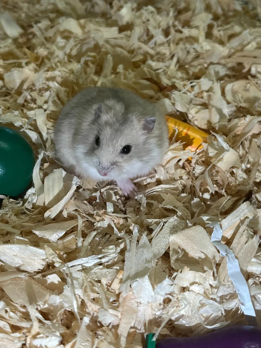 Russian Dwarf Hamster - Image 2