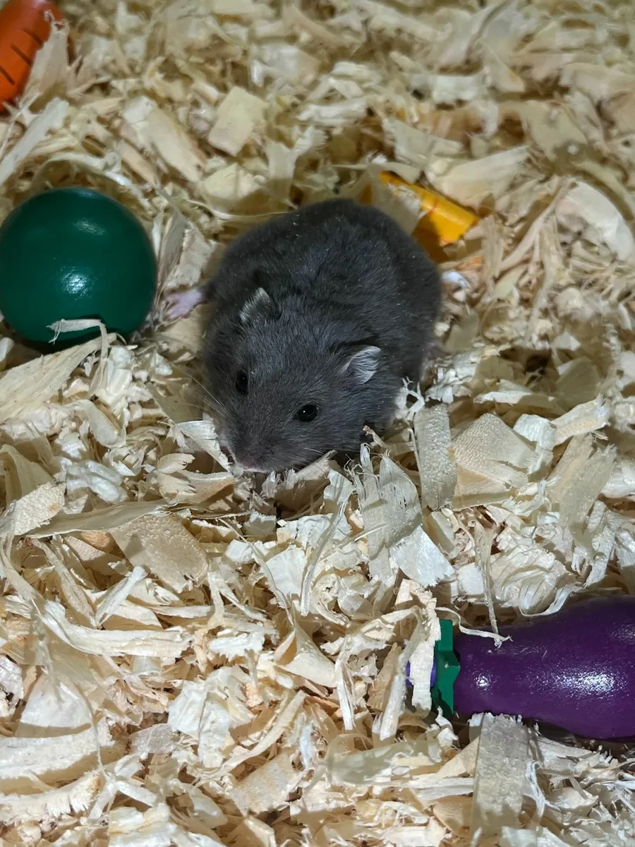 Russian Dwarf Hamster - Image 3