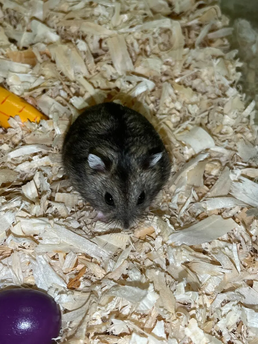 Russian Dwarf Hamster - Image 4