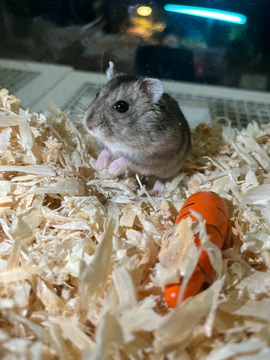 Russian Dwarf Hamster - Image 1