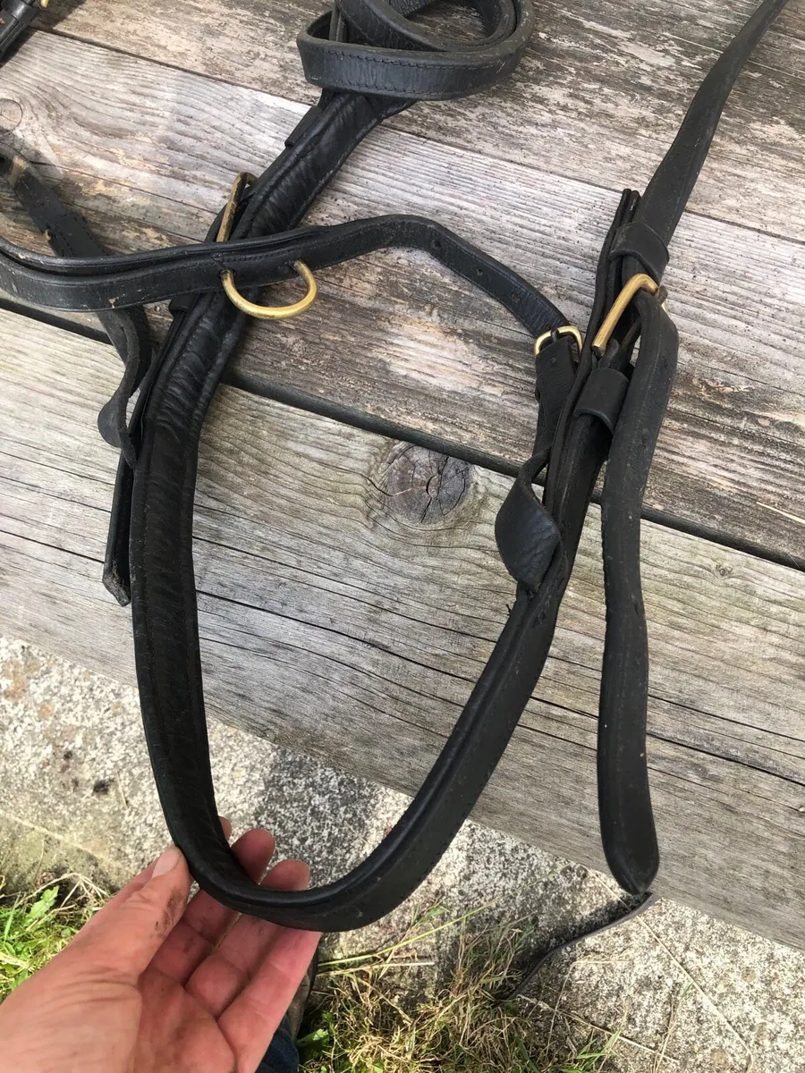 harness small pony - Image 2
