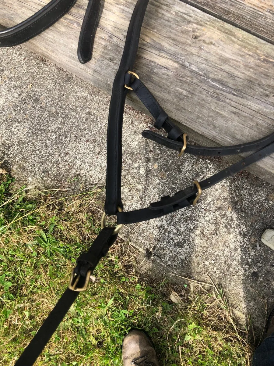 harness small pony - Image 3